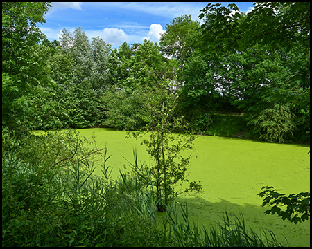 Eine Wasserfläche mit grüner Algenschicht