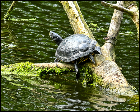Eine Schildkröte auf einem Baumstamm im Wasser