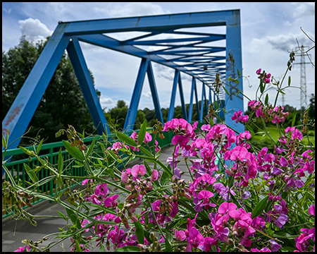 Pinkfarbene Wicken vor einer blauen Stahlfachwerkbrücke
