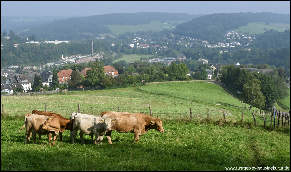 Blick über eine weite Berglandschaft mit einer Weide mit Kühen im Vordergrund. Hinten unscharf ein diesiges Flusstal mit Siedlungen
