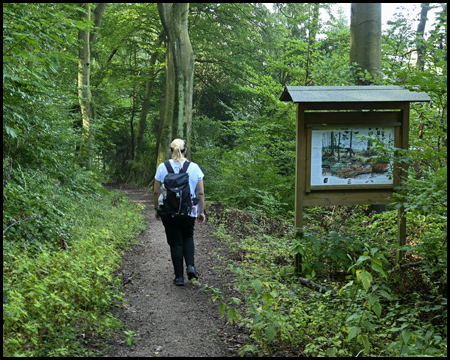 Eine Frau auf einem Waldweg neben einer Informationstafel über die Natur