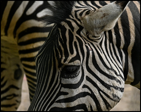 Zebra