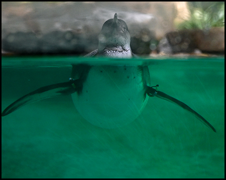 Ein Pinguin halb aus dem Wasser, halb im Wasser gesehen