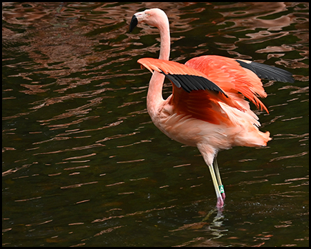 Ein Flamingo 