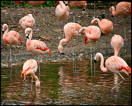 Flamingos, die sich teilweise im Wasser spiegeln