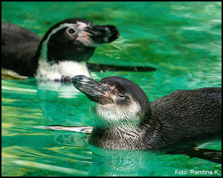 Zwei Pinguine in grünem Wasser