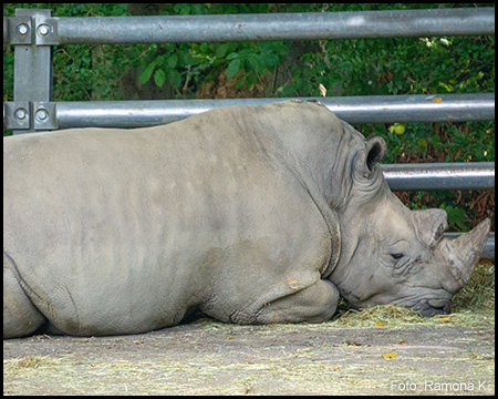 Ein liegendes Nashorn