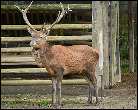 Ein Hirsch vor einem Holzzaun