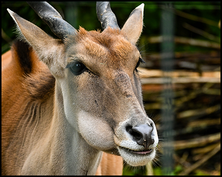 Eine Antilope