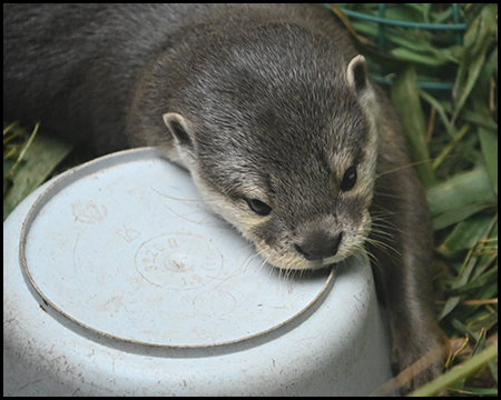 Otter an einem Plastiktopf