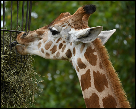 Ein Giraffenkopf aus der Nähe