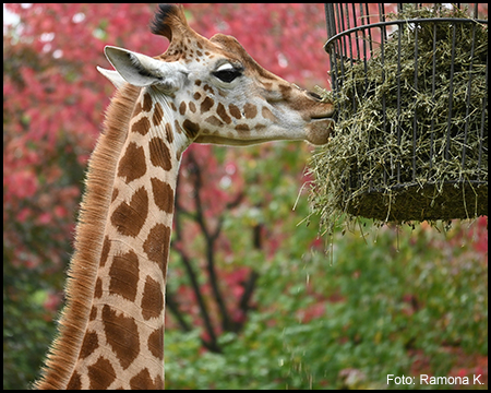 Eine aus einem hochgehängten Korb fressende Giraffe