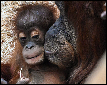 Affen-Mama und Affenbaby