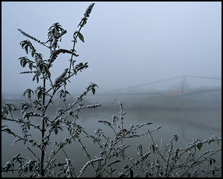 Eine vereiste Pflanze an einem Kanalufer. Im Nebel sind Teile einer Brücke zu erkennen.