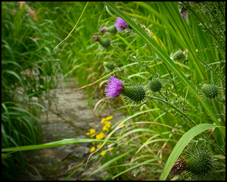 Eine Distel in Nahaufnahme in einem Gräserfeld