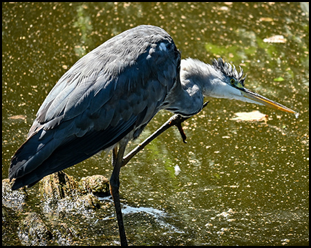 Ein Reiher in einer Wasserfläche