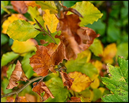 Buntes Herbstlaub an einem Ast in grün, orange und gelb