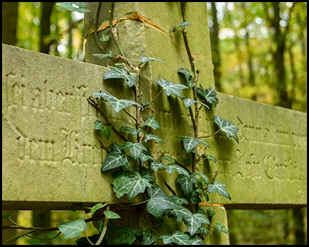 Ein steinernes Kreuz mit Efeu