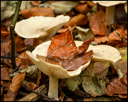 Ein Pilz unter Herbstlaub