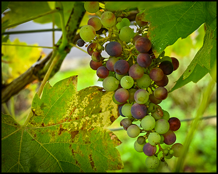 Weintraube einer Weinrebe mit roten und grünen Trauben