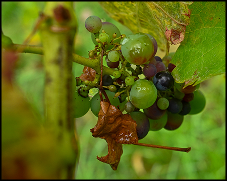 Trauben an einer Weinrebe