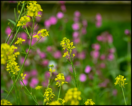 gelbe und pinkfarbene Wildblumen