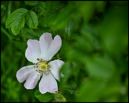 weiße wilde Rose