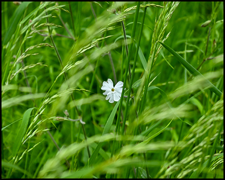 weiße Wildpflanze inmitten von Gräsern