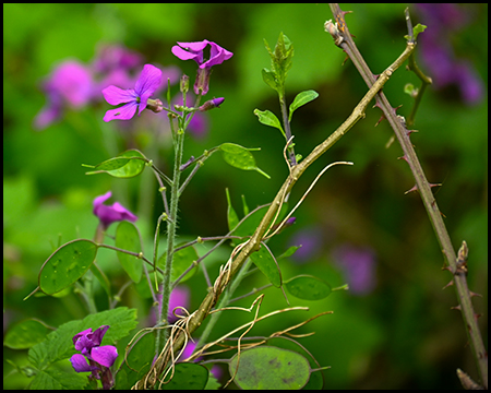 Eine lilafarben blühende Wildpflanze im Wald