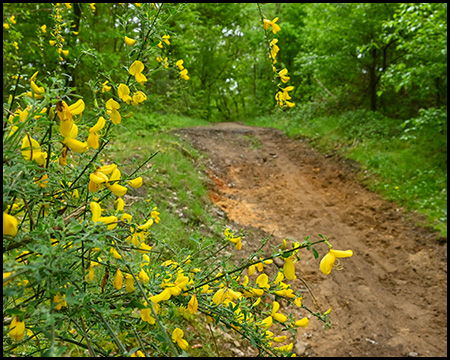 Ginster blüht gelb neben einem Waldweg