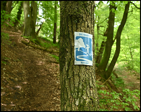 Blaues Wanderpiktogramm an einem Baum neben einem Waldweg, der hier an einer Böschung steil ansteigt