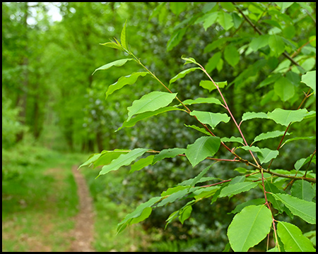 Blätter an einem Busch, daneben unscharf Waldweg