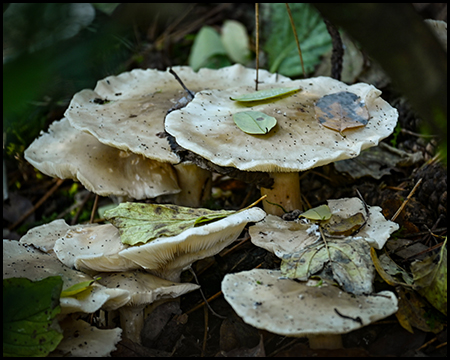 Weiße Pilze am Waldboden