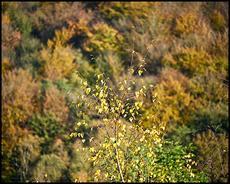 Herbstliches Laub eines Waldes aus der Höhe gesehen