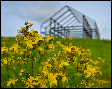 Gelbe Blumen vor dem Hallenhaus-Gerüst der Halde Norddezutschland