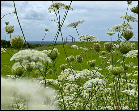 Weiße Wildblumen