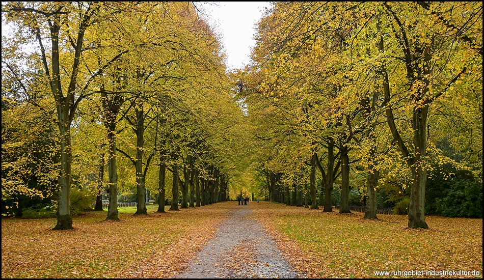 Herbstlich gefärbte Baum-Allee auf dem Dortmunder Hauptfriedhof