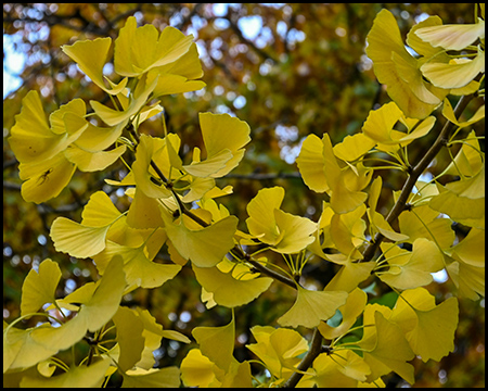 Ginkgo-Blätter im Herbst