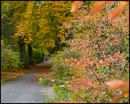 Herbstlicher Weg unter Bäumen und Büschen