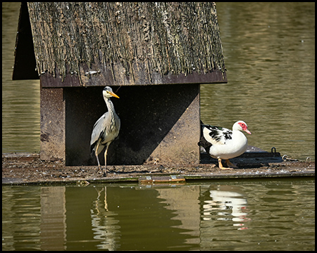 Reiher und eine Ente auf einer Insel mit Vogelhaus in einem Teich