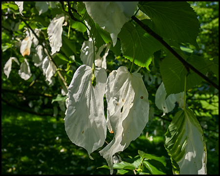Blüten eines Taschentuchbaumes