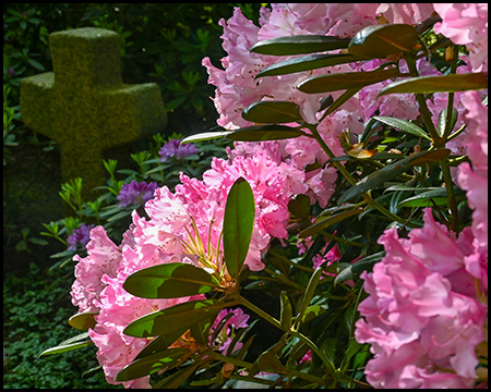 Rhododendrenblüte mit einem Grabstein