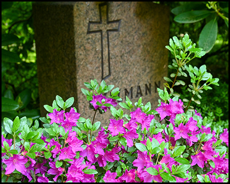 Ein Grab mit lilafarbener Azalee