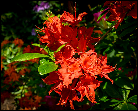 Rote Blüten an einem Busch