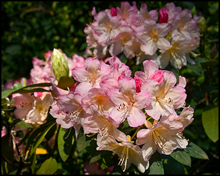 Rhododendrenblüte