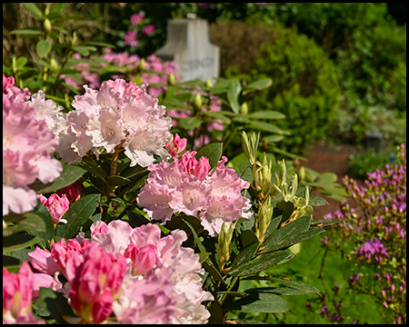 Rhododendren auf einem Friedhof