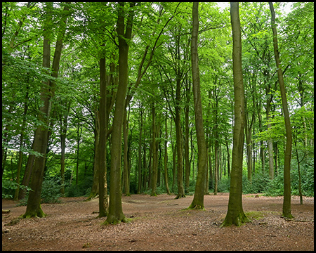 Ein Wald im Sommer mit grünen Bäumen