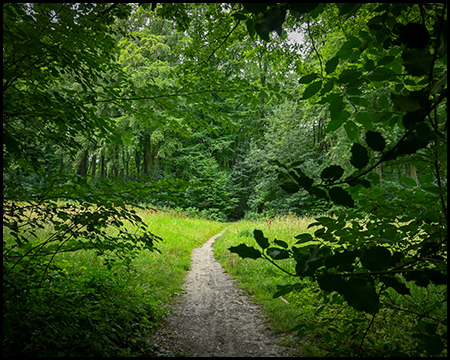 Ein Waldweg