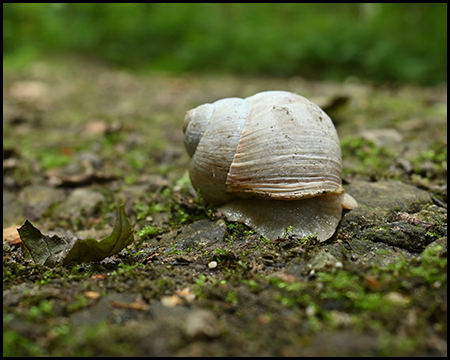 Schnecke mit Haus am Waldboden