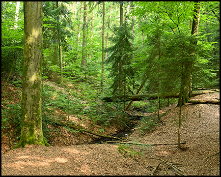 Hügelige Landschaft im Wald